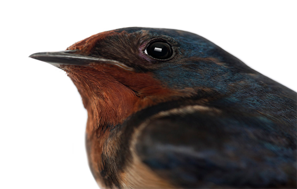 Is There Chirping in Your Chimney?